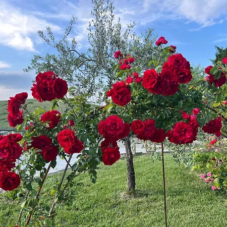 Masso Alle Rose Di Santarsiero Serena Montaione